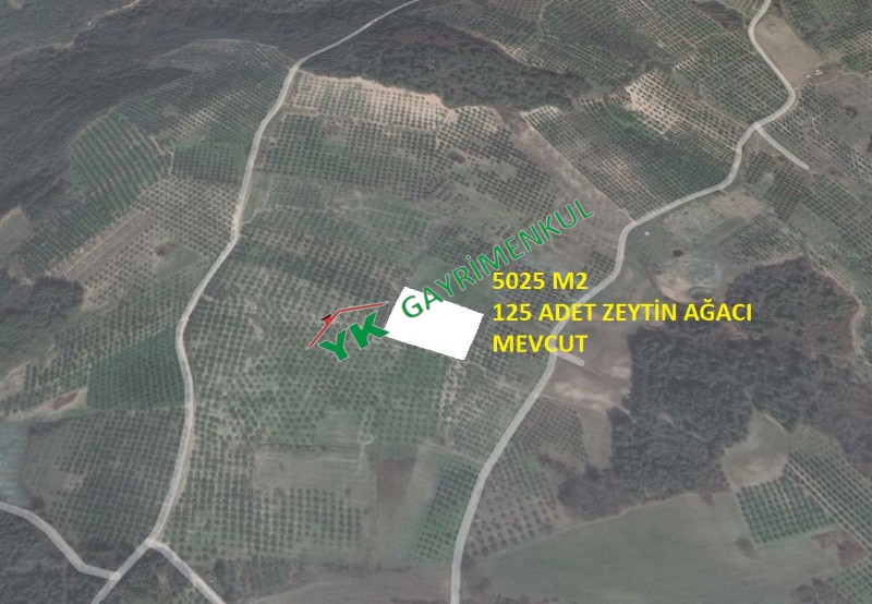 SATILIK MUDANYA AKK&Ouml;Y 5 D&Ouml;N&Uuml;M ZEYTİNLİK