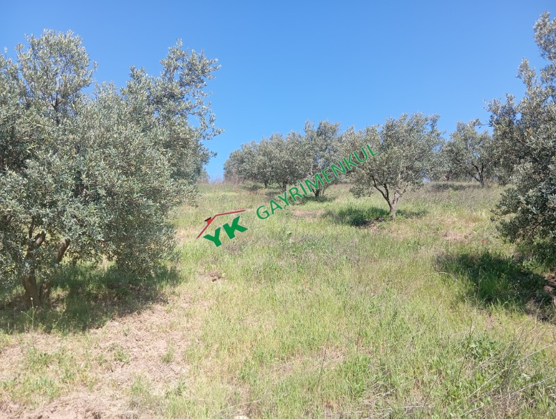 MUDANYA İPEKYAYLA 943 M&sup2; ZEYTİNLİK